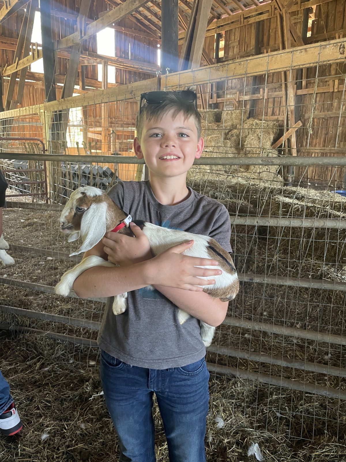 Students meeting farm animals near Asheville